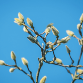 Goodbye Winter: Gentle Lifestyle Rituals to Transition Into Spring