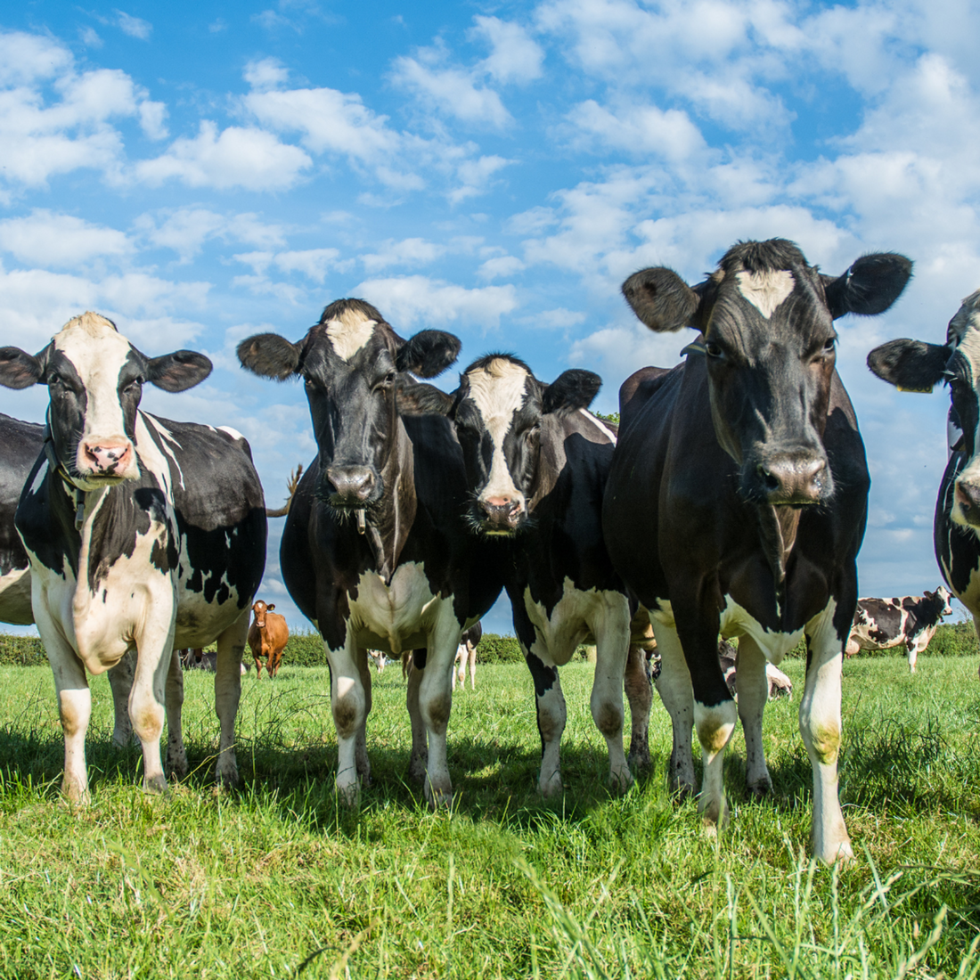 The Environmental Footprint of Cows