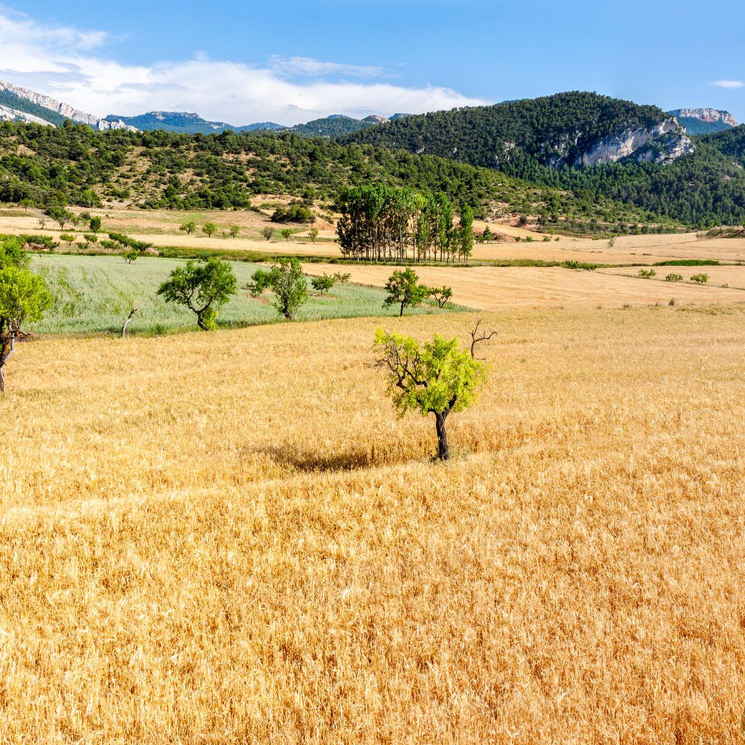 Are There Any Concerns About the Sustainability of Plant Milk Production?