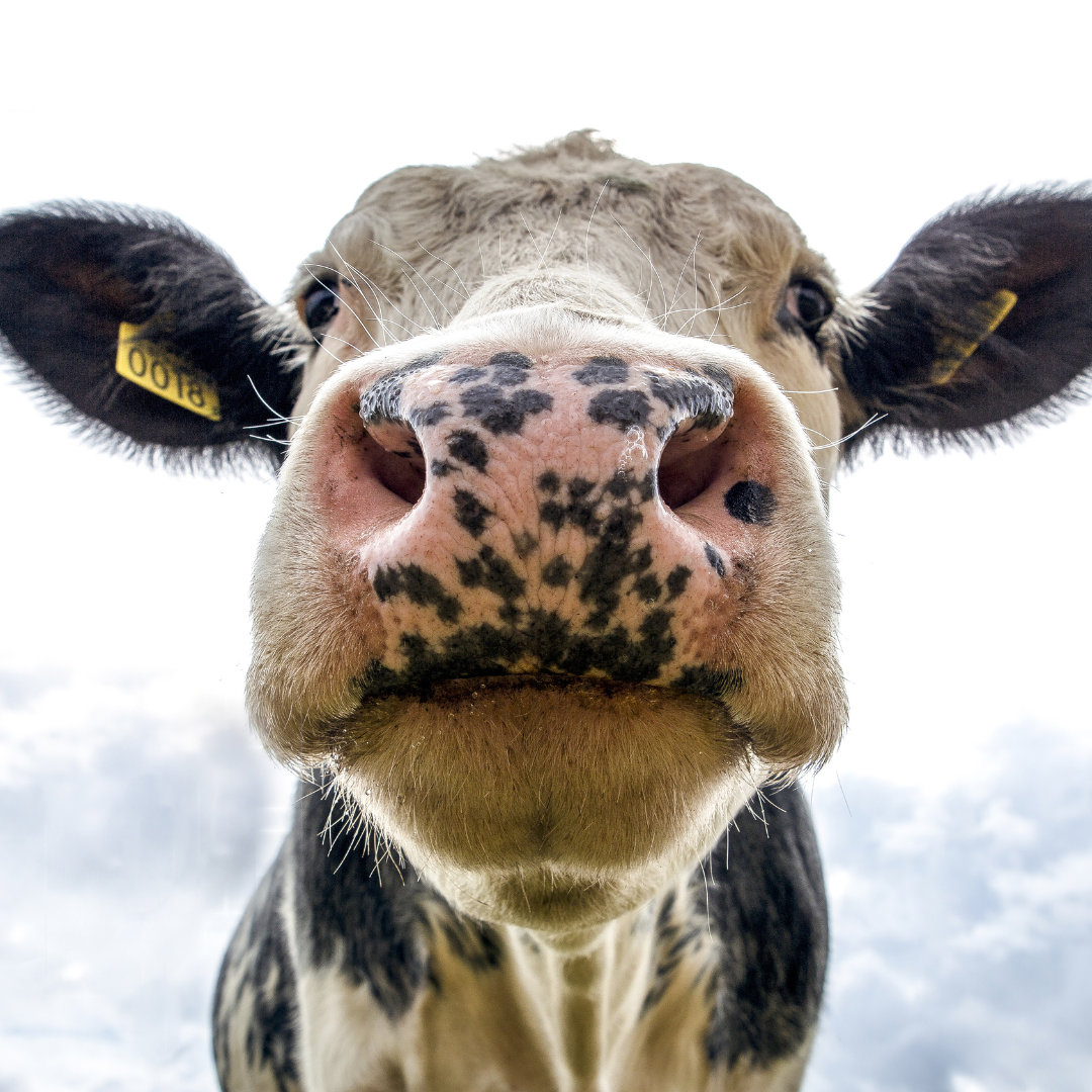 Dairy vs Plant Milk: What Does Research Really Say?